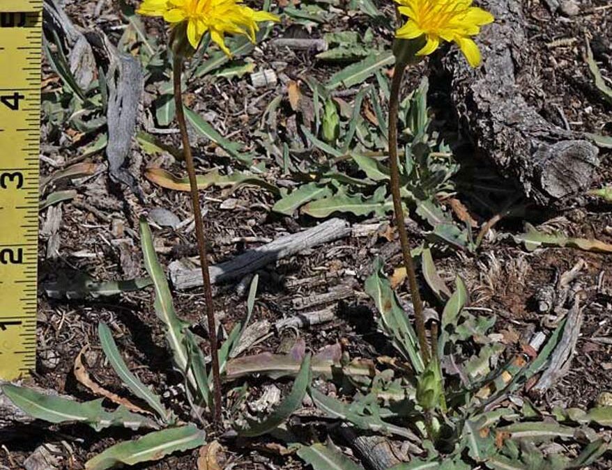 Steppe Agoseris (Agoseris parviflora)