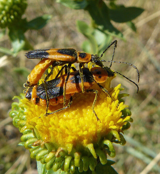 Soldier Beetle (Chauliognathus basalis)