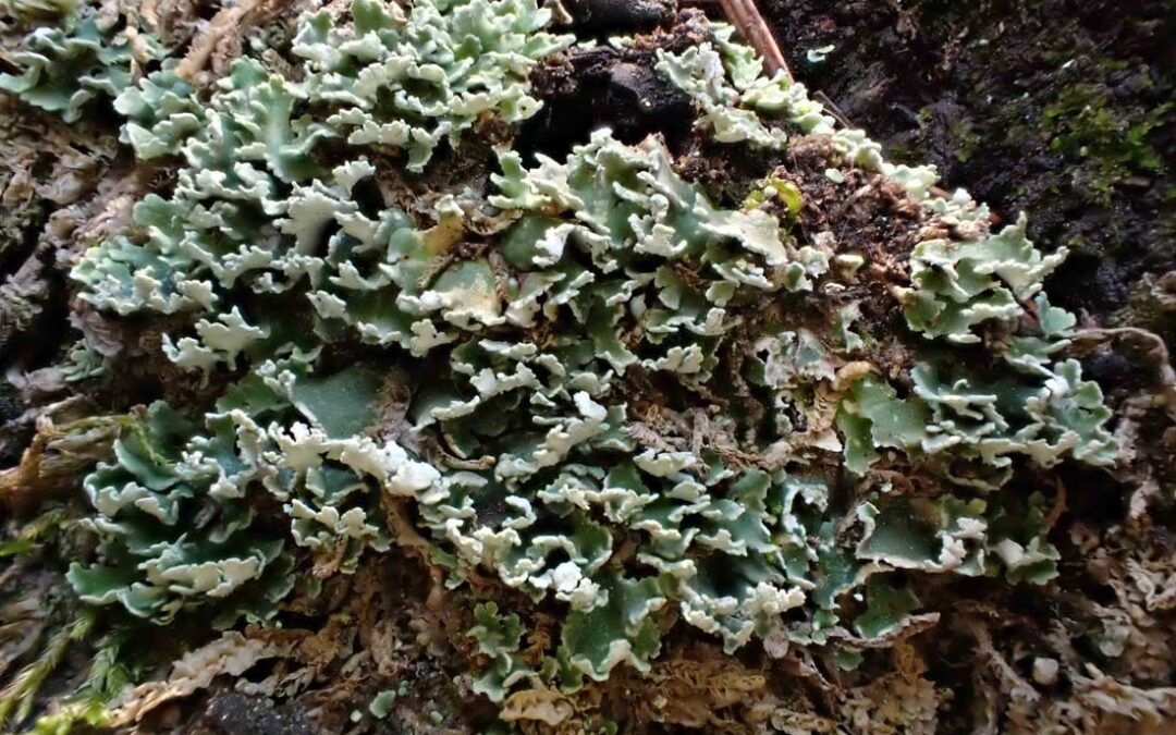 Pixi Cup Lichens (Cladonia spp)