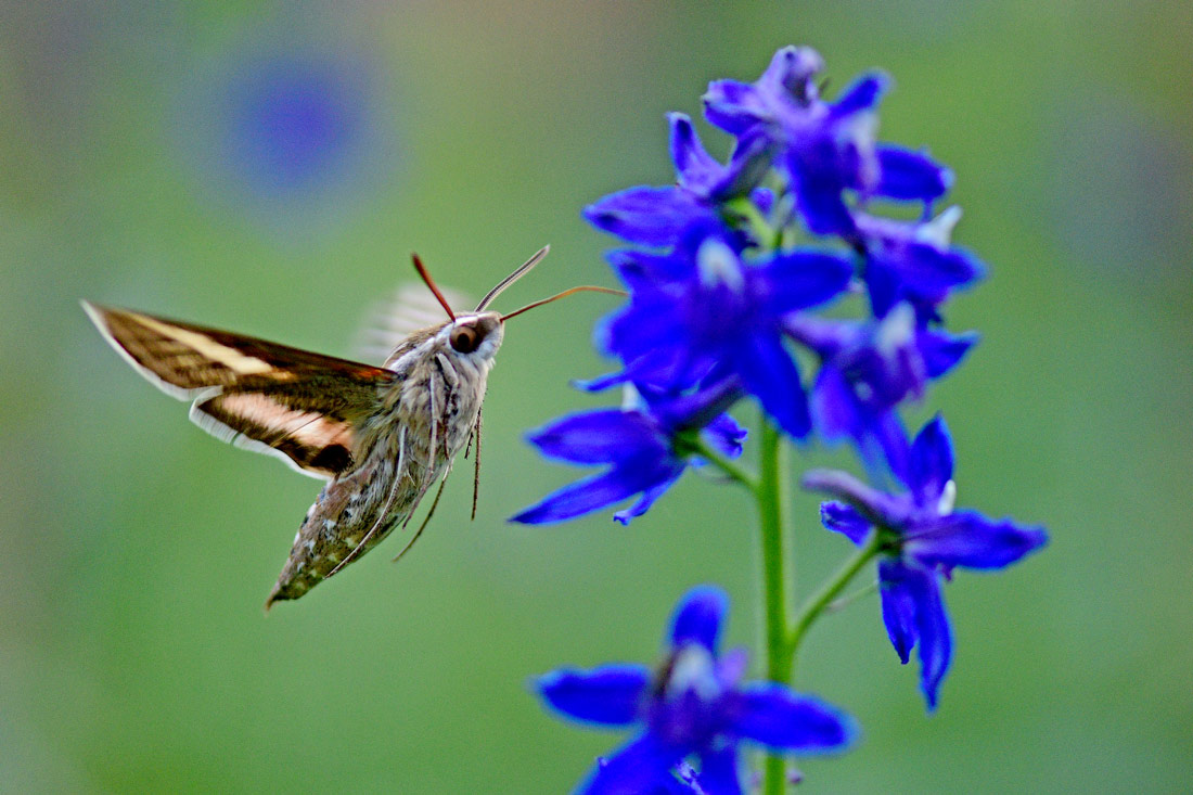 a photo of a subalpine delphinium plant with a whitelined sphinx Moth