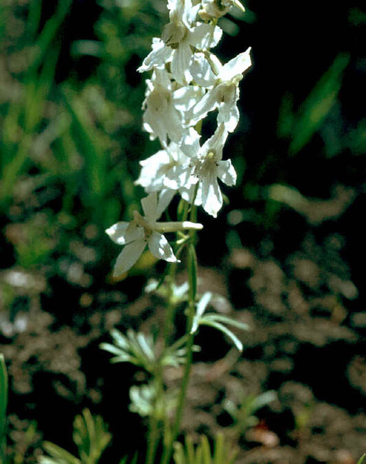 Mountain Larkspur (Delphinium ramosum)