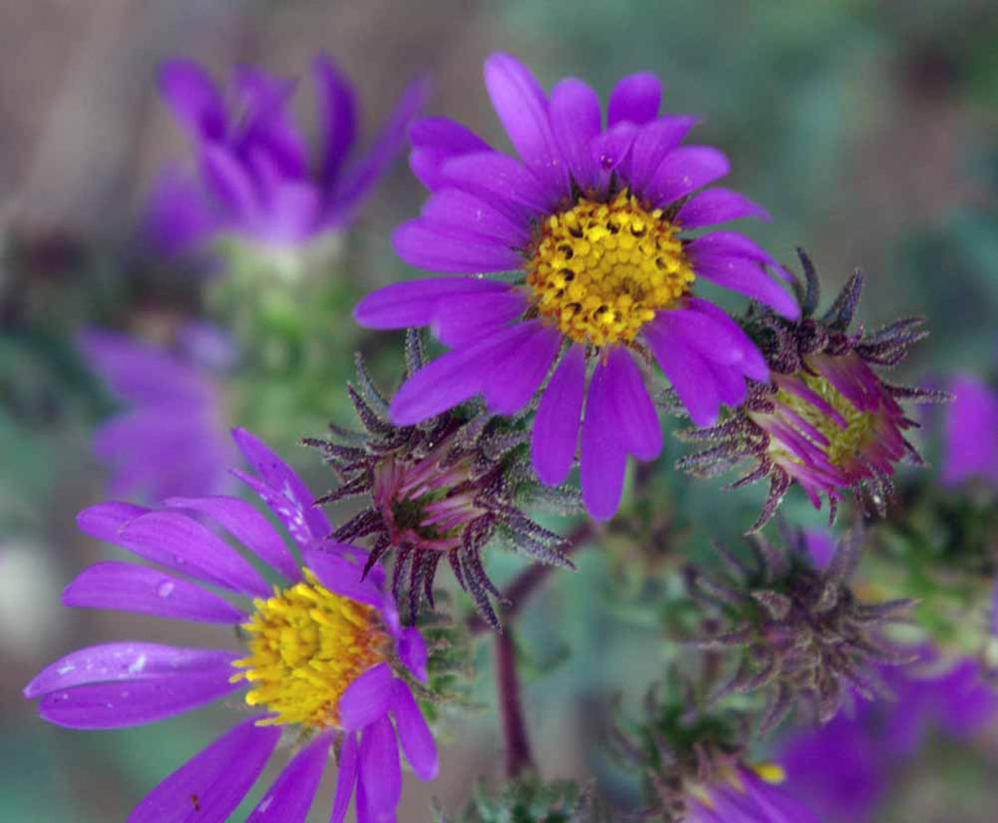 a close-up photo of two Bigelow's Tansy-asters