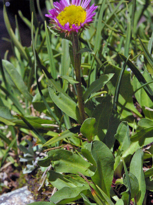 Glacial Daisy (Erigeron glacialis)