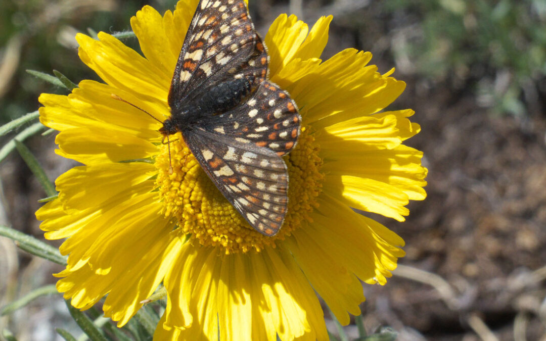 Variable Checkerspot Butterfly (Euphydryas chalcedona)