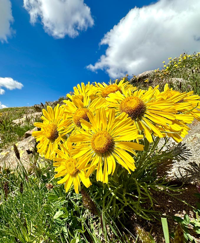 A photo of a bouquet of old man of the mountain flowers