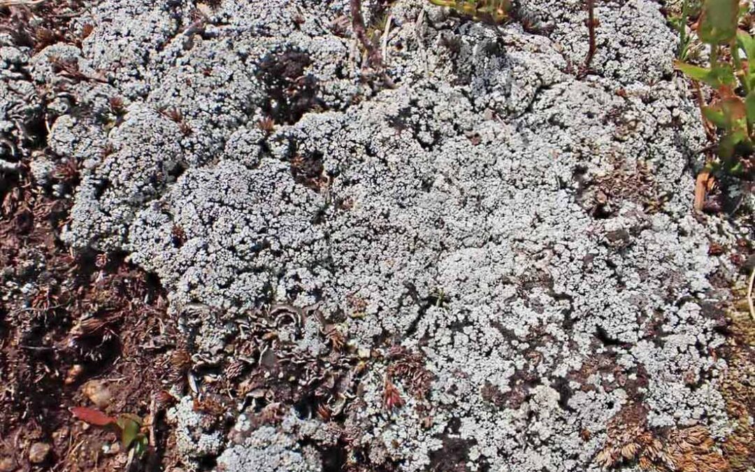 Dust Lichens (Lepraria spp)