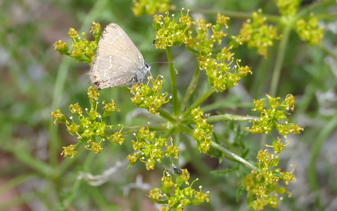 Blue Copper (Lycaena heteronea)