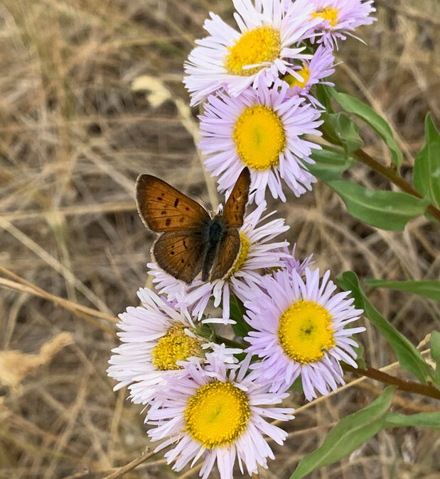 Threenerved Daisy (Erigeron-subtrinervis) and Bronze Copper (Lycaena hyllus)