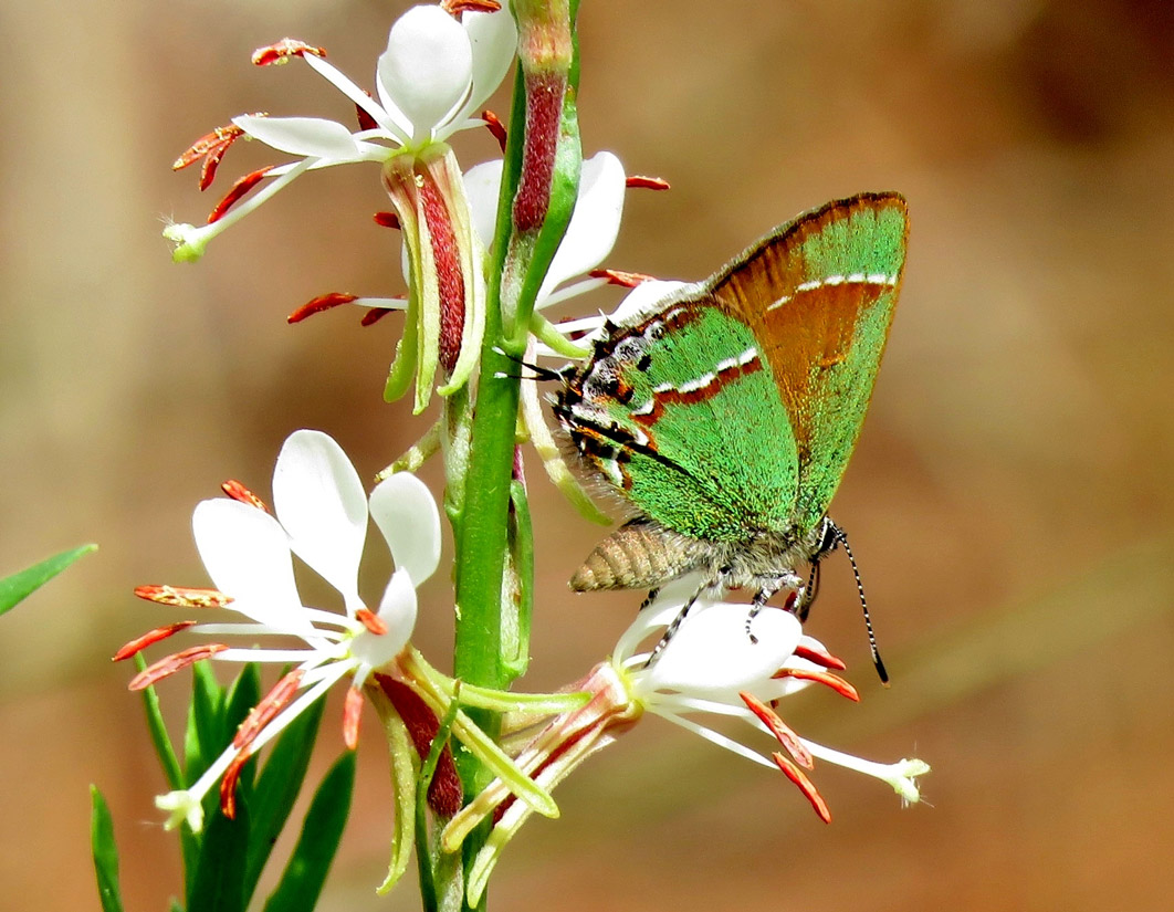 a photo of three scarlet bee blossom flowers with a Juniper Hairstreak butterfly