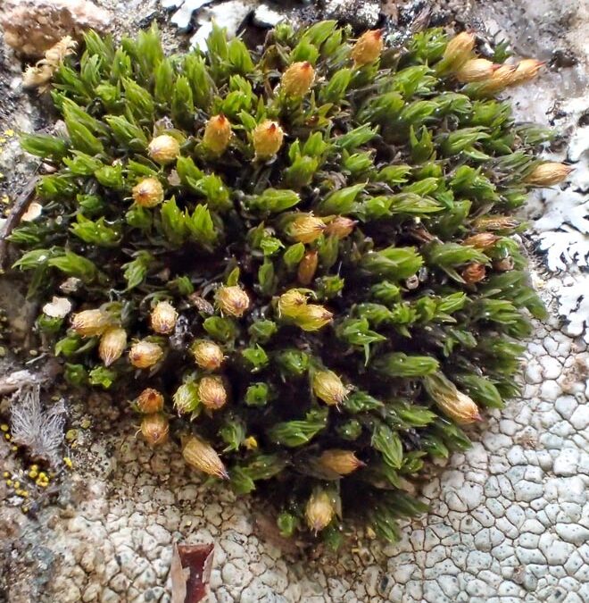 Hall’s Orthotrichum Moss (Orthotrichum hallii)