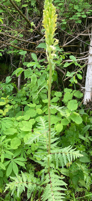 Bracted Lousewort (Pedicularis bracteosa)