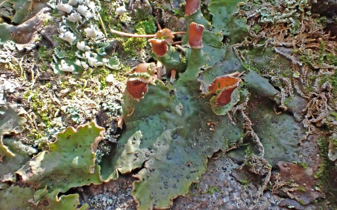 Dog Lichen (Peltigera-spp)