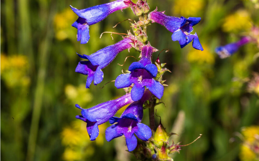 Tiger Beardtongue (Penstemon mensarum)