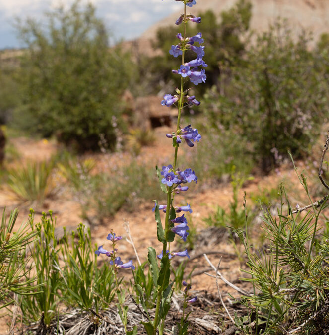 Moffatt’s Penstemon (Penstemon moffatii)