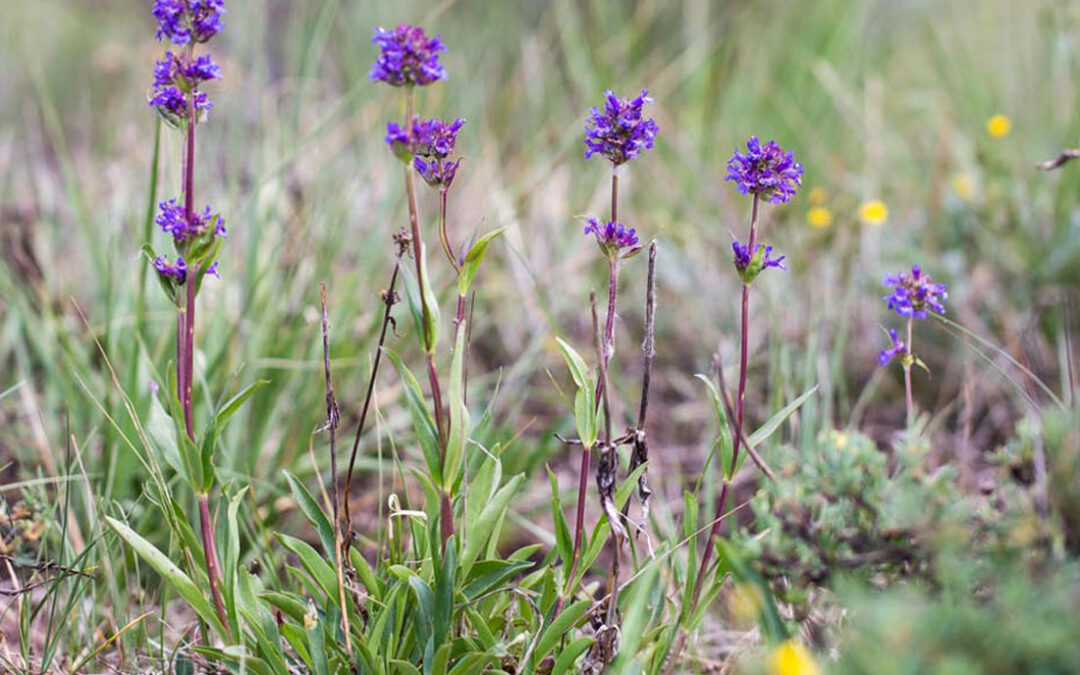 Pincushion Beardtongue (Penstemon procerus var procerus)