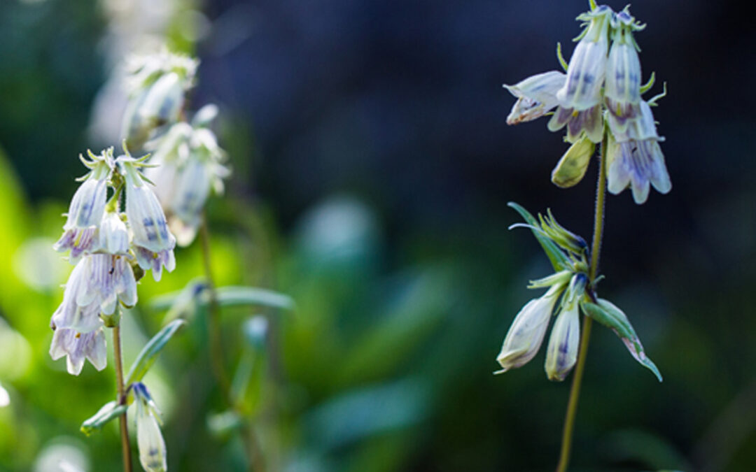 Whipple’s Penstemon (Penstemon whippleanus)