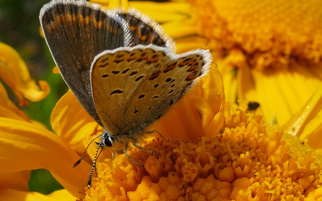 Northern Blue Butterfly (Plebejus idas ssp sublevine)