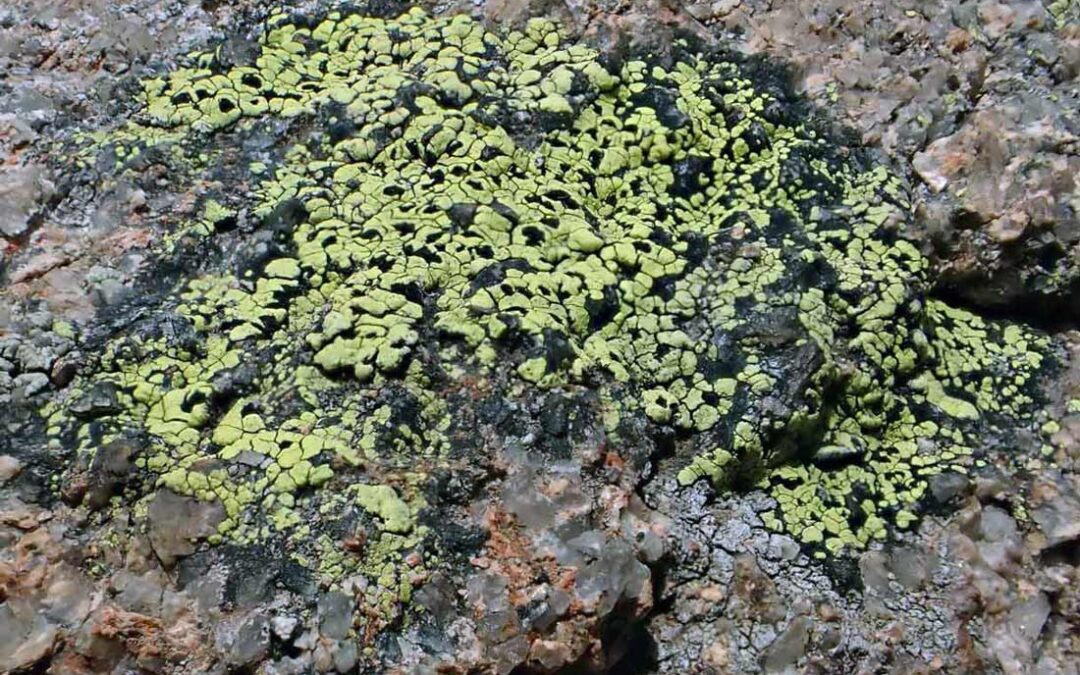 Map Lichen (Rhizocarpon spp)
