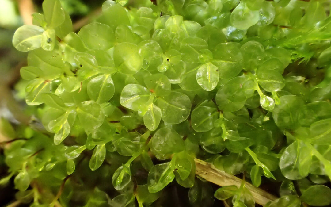 Felted Leafy Moss (Rhizomnium pseudopunctatum)