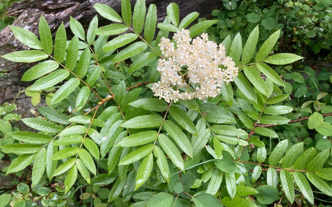 Mountain Ash (Sorbus scopulina var scopulina)