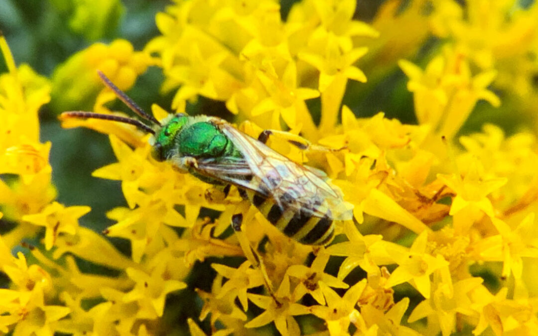 Sweat Bee (Agapostemon-sp)