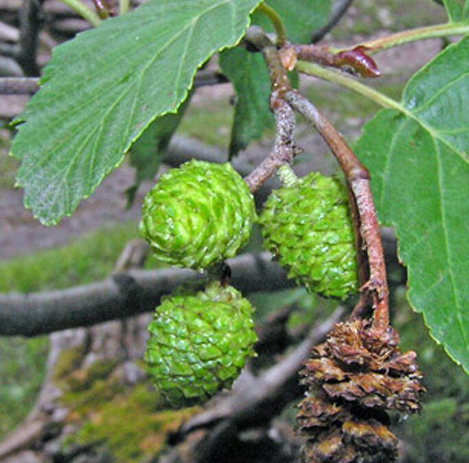 Thinleaf Alder (Alnus incana ssp tenuifolia)