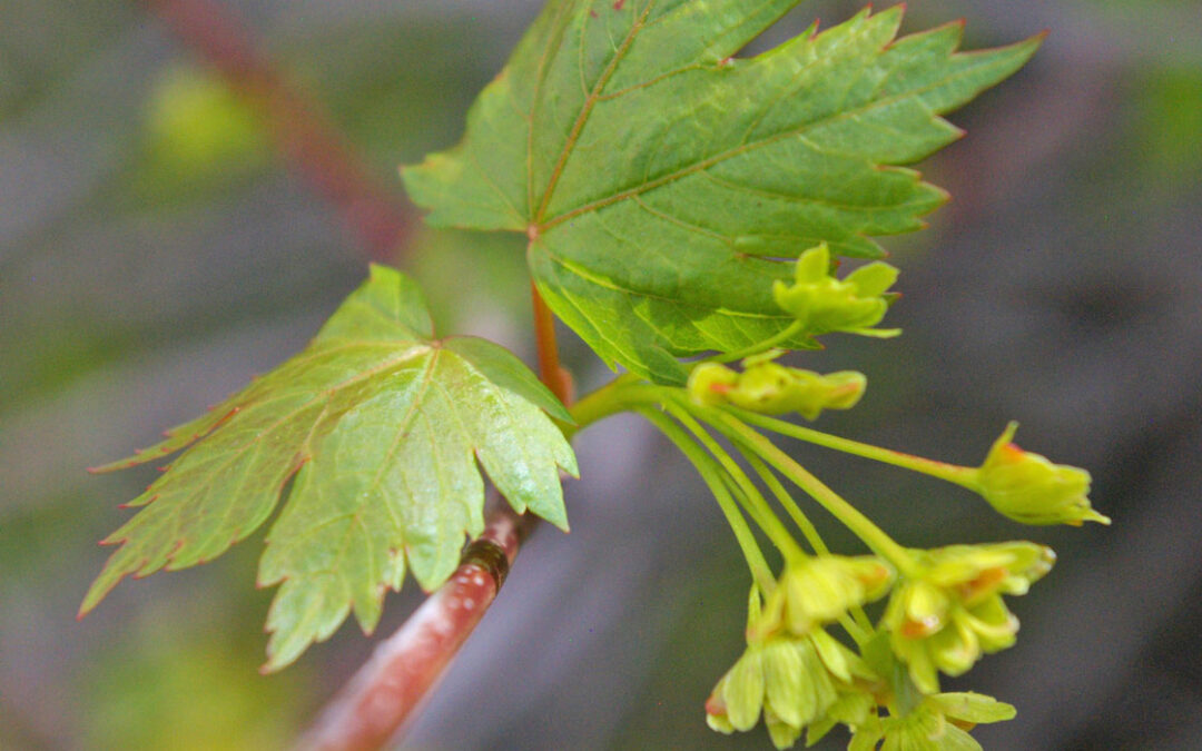 Rocky Mountain Maple (Acer glabrum var glabrum)