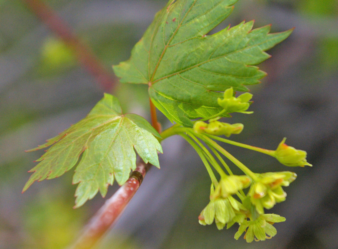 a photo of a Rocky Mountain maple branch in bloom