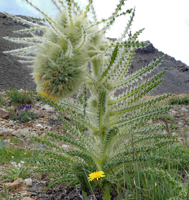 Mountain Thistle (Cirsium scopulorum)