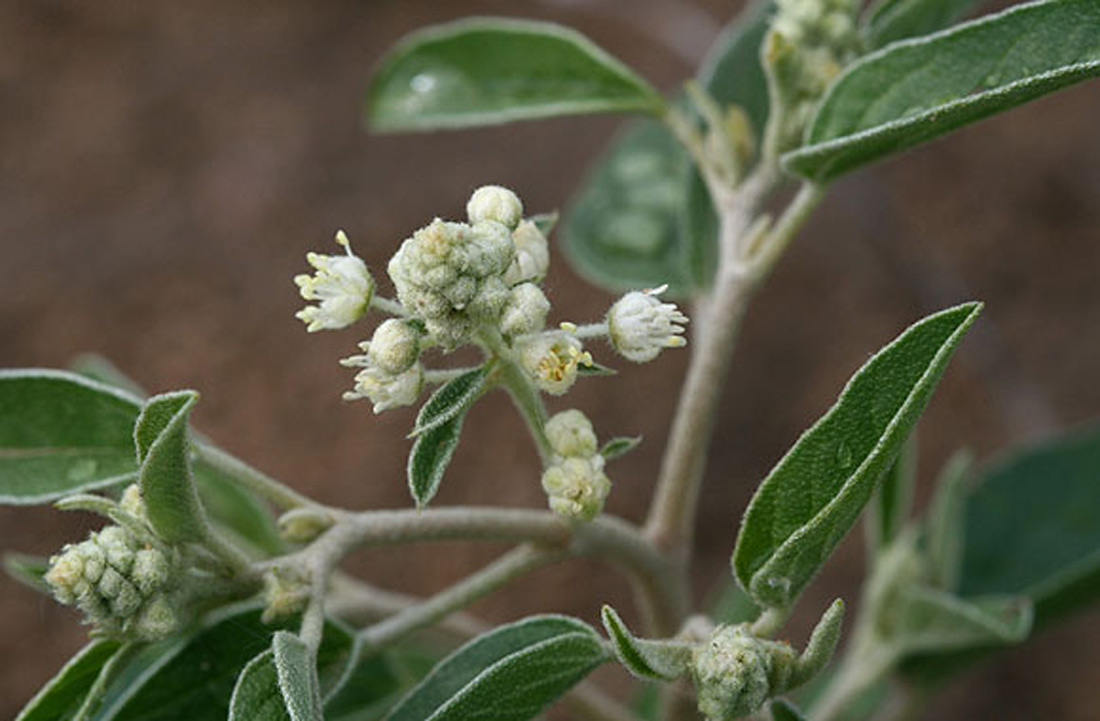 a photo of a Texas croton plant in bloom