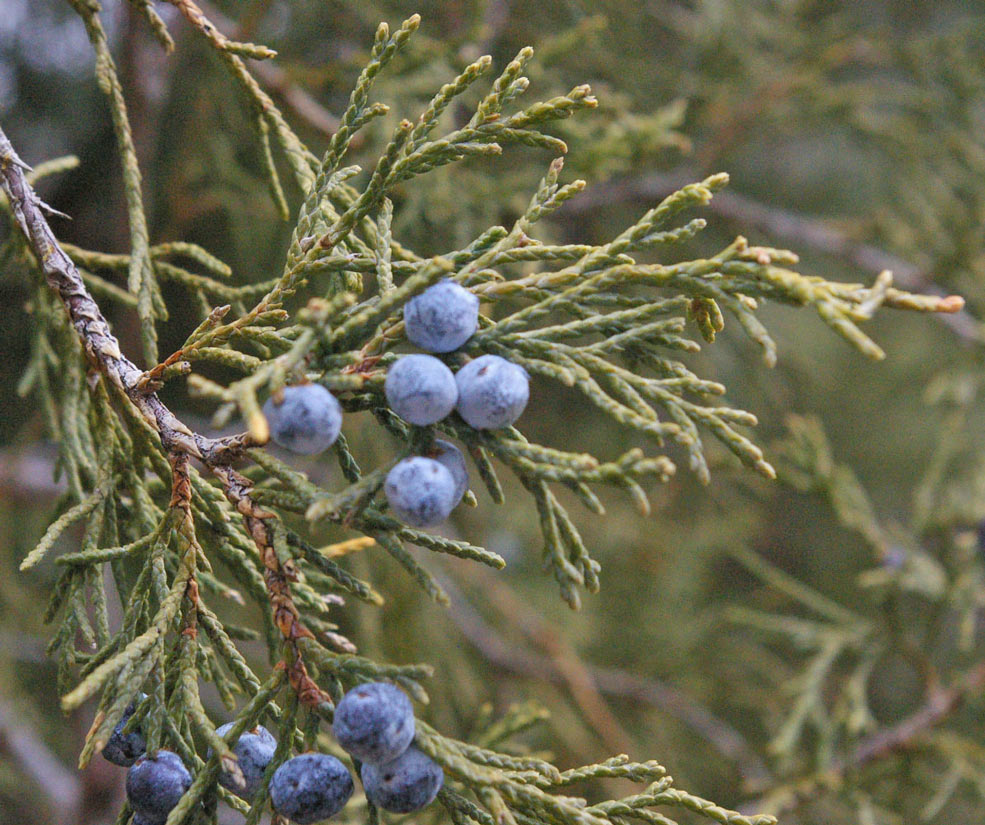 a photo of a rocky mountain juniper twig with blue berries