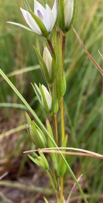 Marsh Felwort (Lomatogonium rotatum)