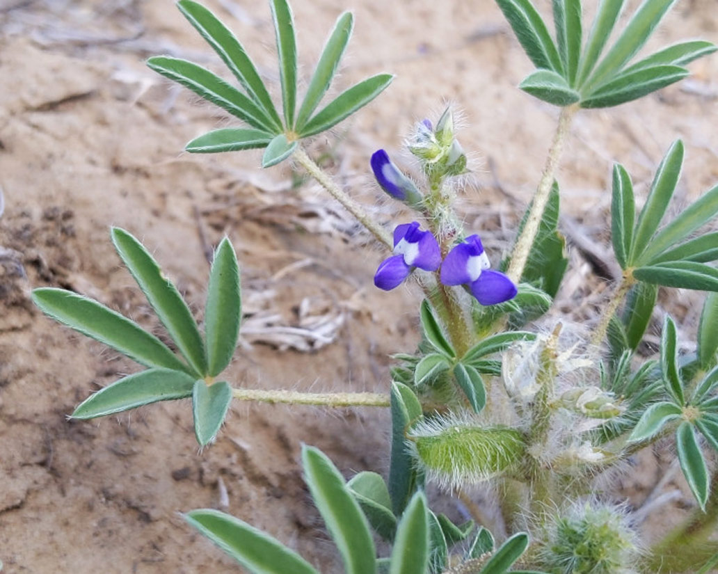 a photo of a rusty lupine plant with two flowersand fruit