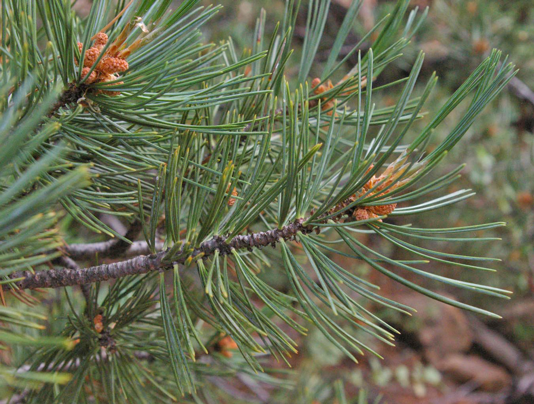 a close-up photo of a limber pine branch