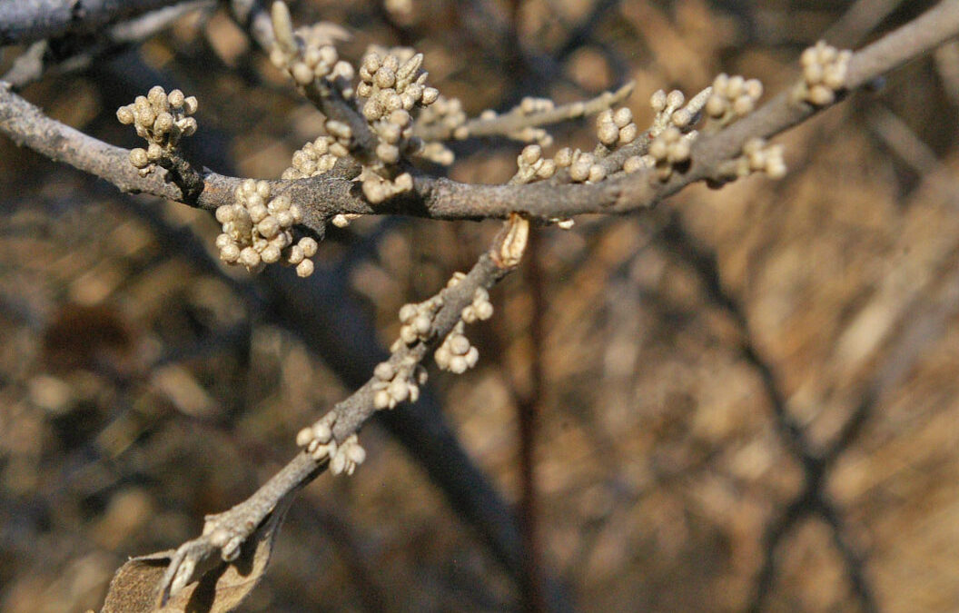 Silvery Buffaloberry (Shepherdia argentea)