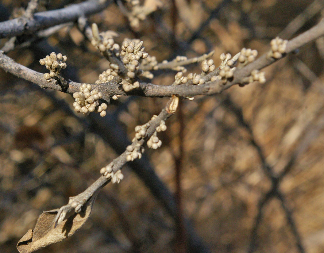a photo of silvery buffaloberry fruit in winter