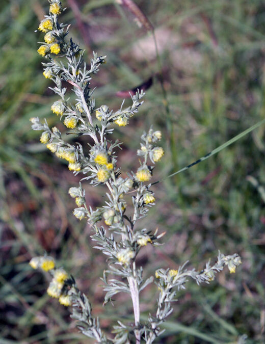 Prairie Sagewort (Artemisia frigida)