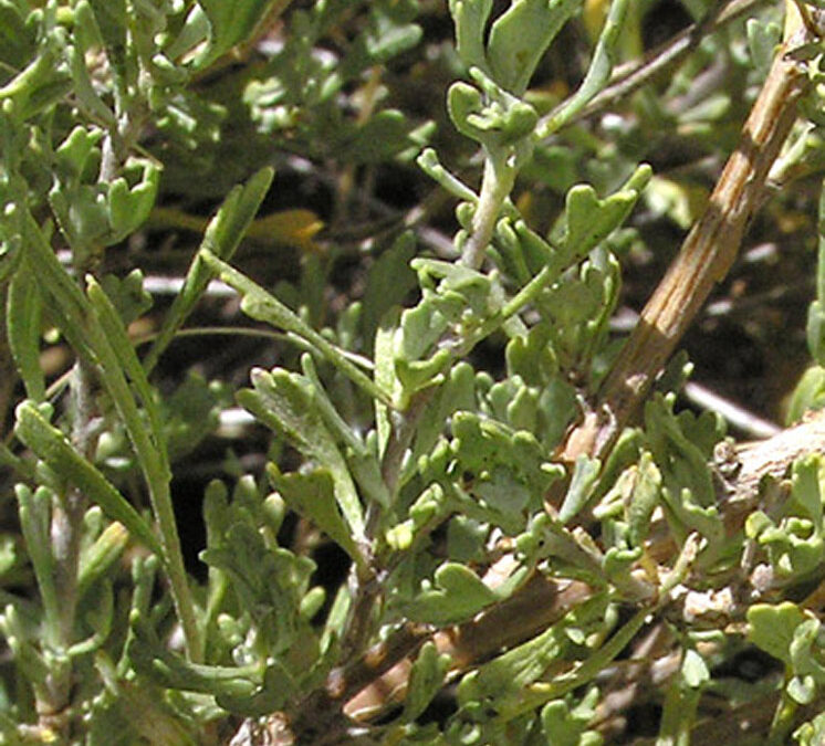 Black Sagebrush (Artemisia nova)