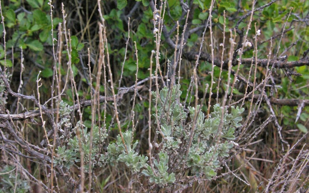 Bigelow’sagebrush (Artemisia bigelovii)