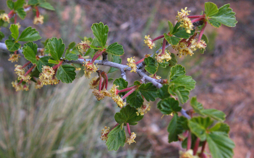 Dwarf Mountain Mahogany (Cercocarpus intricatus)