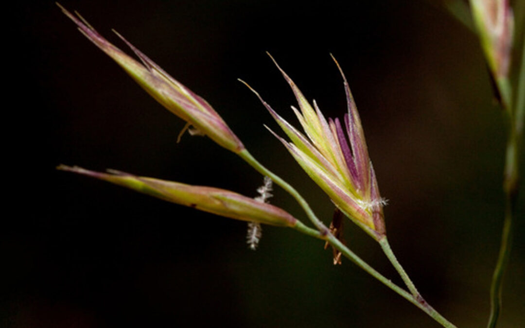 Arizona Fescue (Festuca arizonica)