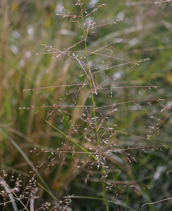 Alkali Sacaton (Sporobolus airoides)