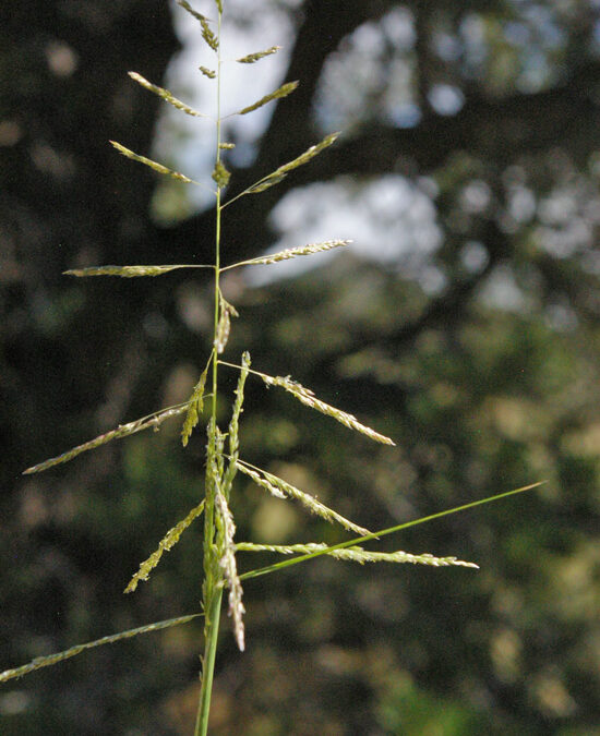 Sand Dropseed (Sporobolus cryptandrus)