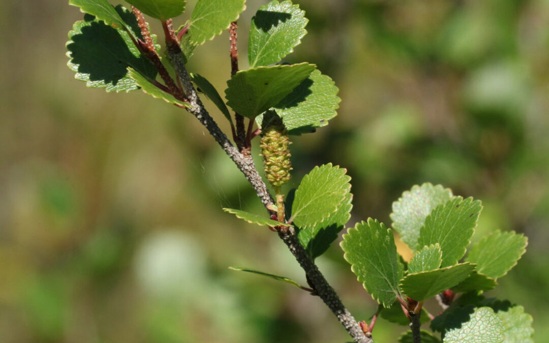 Dwarf Birch (Betula glanulosa)