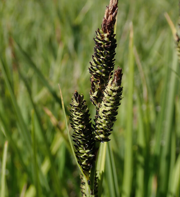 Water Sedge (Carex aquatalis)