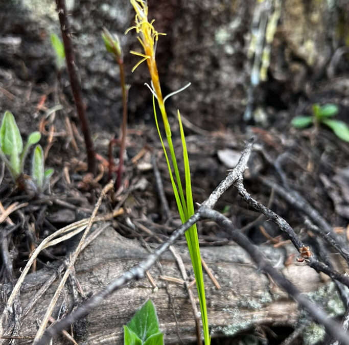 Geyer’s Sedge (Carex geyeri)