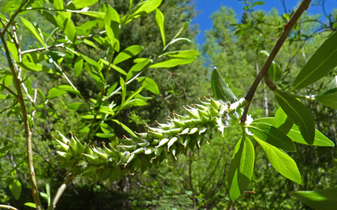 Drummond’s Willow (Salix drummondiana)