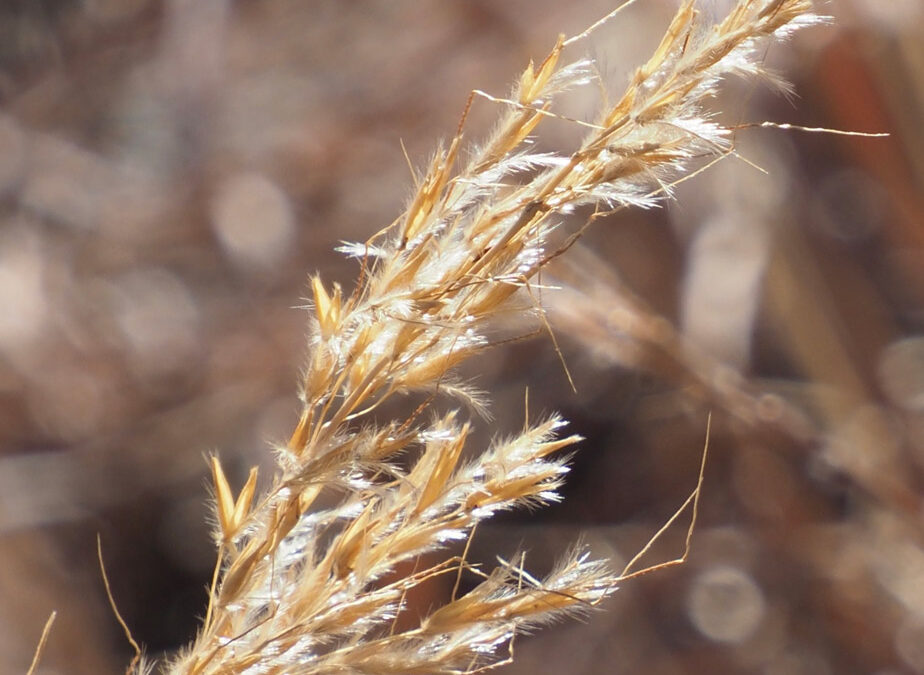 Indian Grass (Sorghastrum nutans)