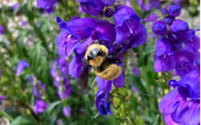 Pollinator Districts: Communities Conserving Pollinators