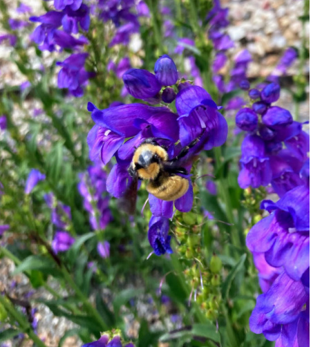 Pollinator Districts: Communities Conserving Pollinators